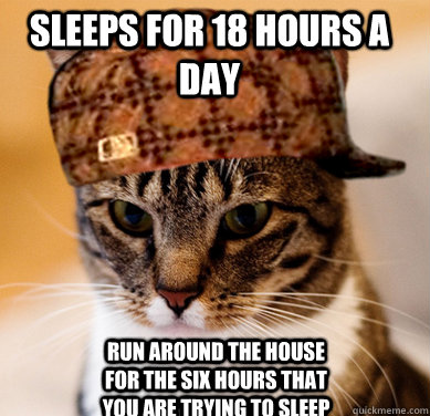 Sleeps for 18 hours a day run around the house for the six hours that you are trying to sleep  Scumbag Cat