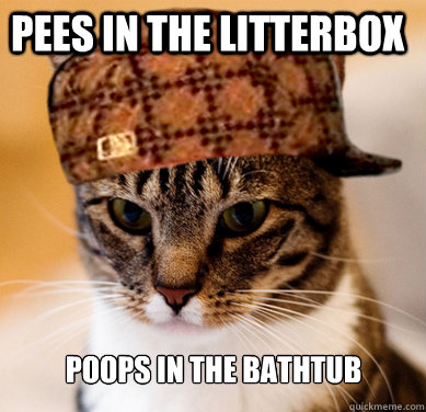 Pees in the litterbox poops in the bathtub  Scumbag Cat