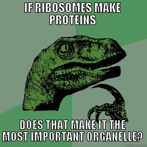 IF RIBOSOMES MAKE PROTEINS DOES THAT MAKE IT THE MOST IMPORTANT ORGANELLE? Philosoraptor