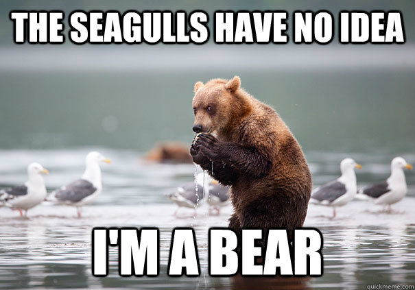 The seagulls have no idea I'm a bear  