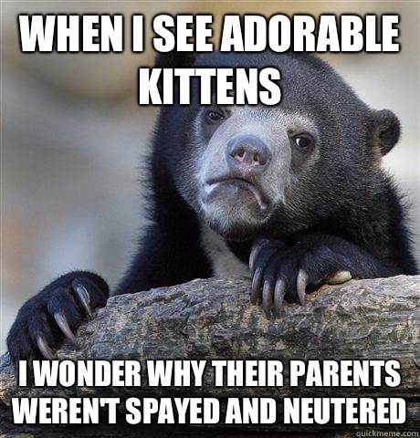 When I see adorable kittens I wonder why their parents weren't spayed and neutered - When I see adorable kittens I wonder why their parents weren't spayed and neutered  Confession Bear