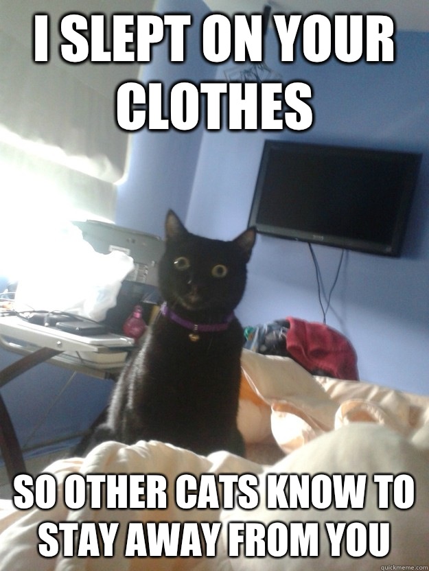 I slept on your clothes So other cats know to stay away from you  overly attached cat