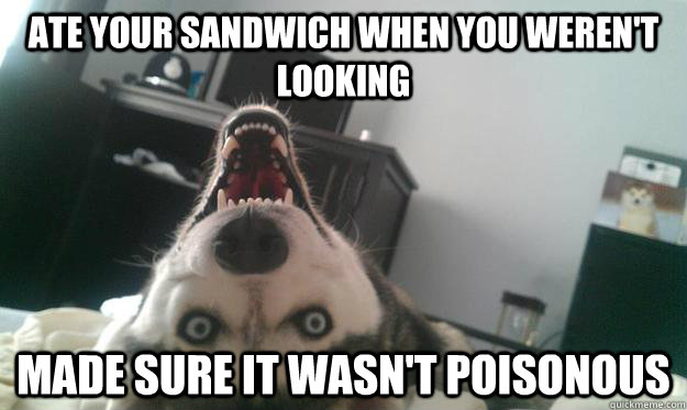 Ate your sandwich when you weren't looking Made sure it wasn't poisonous  Over Obsessive Dog