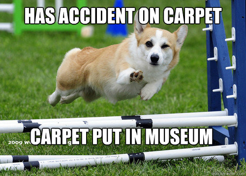 Has accident on carpet carpet put in museum  Ridiculously Photogenic Dog