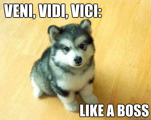 veni, vidi, vici: Like a boss  Baby Courage Wolf