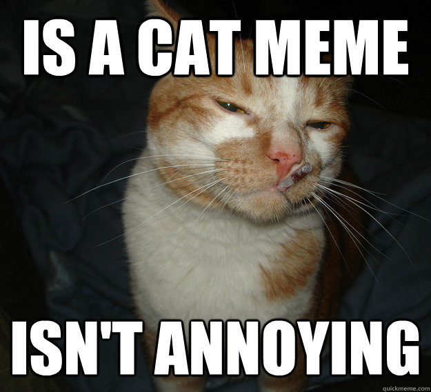 is a cat meme isn't annoying  Cool Cat Craig