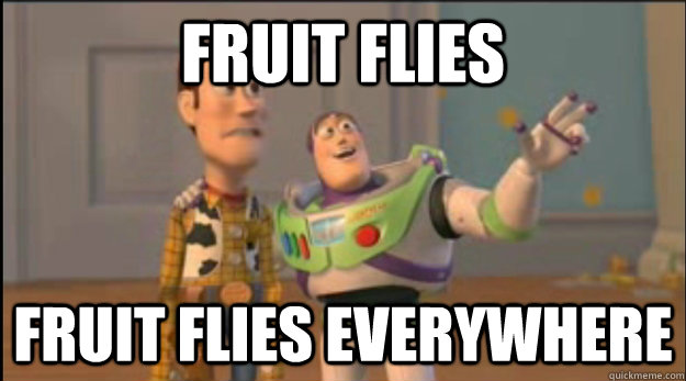 Fruit Flies Fruit flies everywhere - Fruit Flies Fruit flies everywhere  Misc