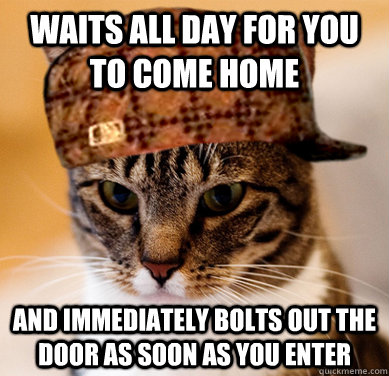 Waits all day for you to come home And immediately bolts out the door as soon as you enter  Scumbag Cat