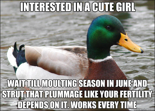 Interested in a cute girl Wait till moulting season in June and strut that plummage like your fertility depends on it. Works every time  Actual Advice Mallard