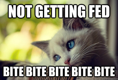 Not getting fed bite bite bite bite bite  First World Problems Cat
