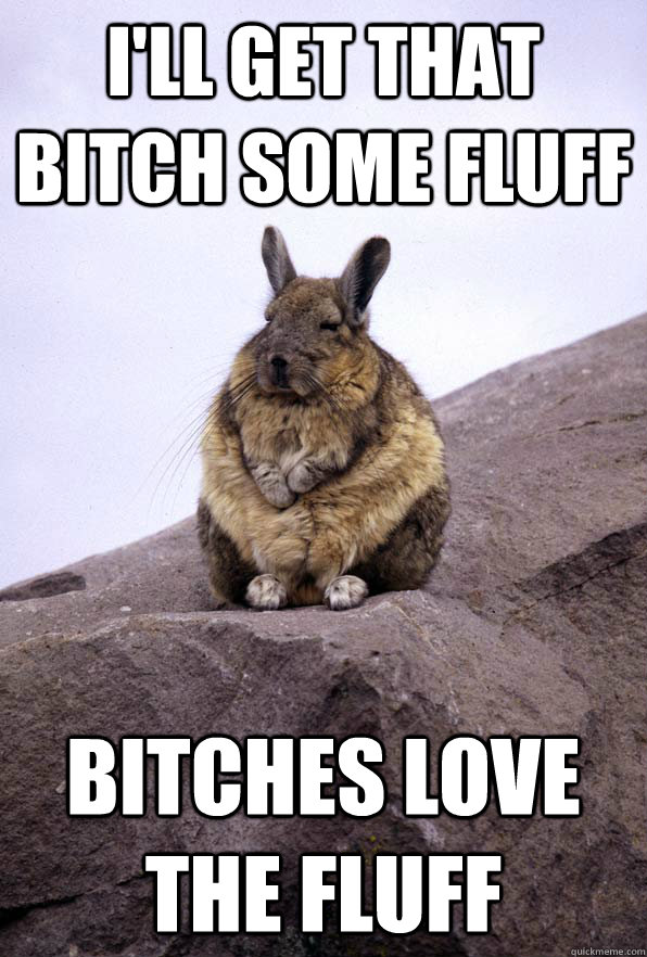 i'll get that bitch some fluff bitches love the fluff - i'll get that bitch some fluff bitches love the fluff  Wise Wondering Viscacha