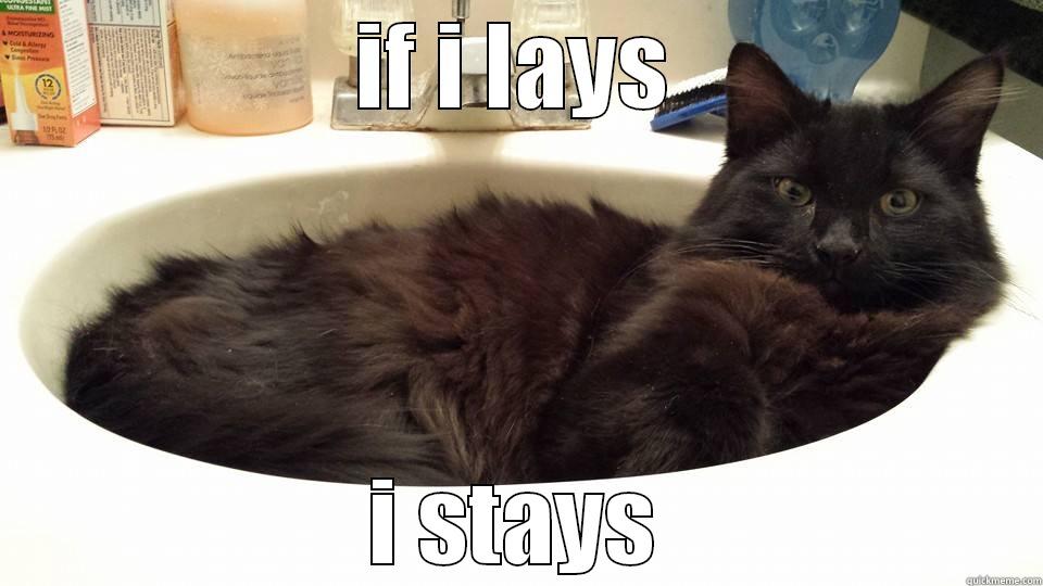 sinkcat is in the sink - IF I LAYS I STAYS Misc
