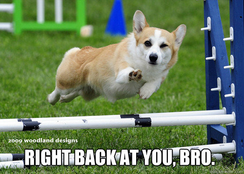  Right back at you, bro.  Ridiculously Photogenic Dog