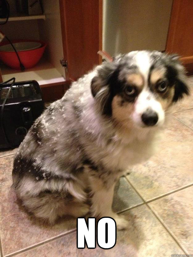  NO -  NO  Grumpy Dog