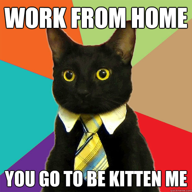 work from home you go to be kitten me - work from home you go to be kitten me  Business Cat