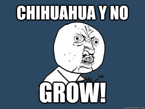 chihuahua Y no grow!   Y U No