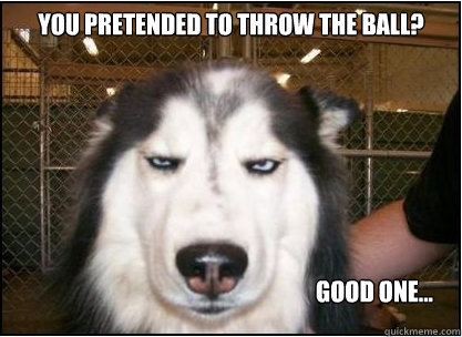 you pretended to throw the ball? good one...  Skeptical Dog
