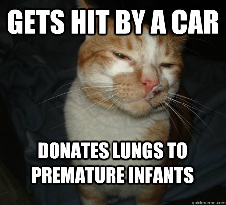 Gets hit by a car donates lungs to premature infants  Good Cat Greg