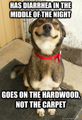 Has Diarrhea in the Middle of the Night Goes on the Hardwood, Not the Carpet  Good Dog Greg