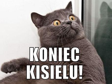  KONIEC KISIELU! conspiracy cat