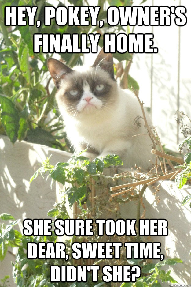 Hey, Pokey, owner's finally home. She sure took her dear, sweet time, didn't she?  Grumpy Cat Greeting