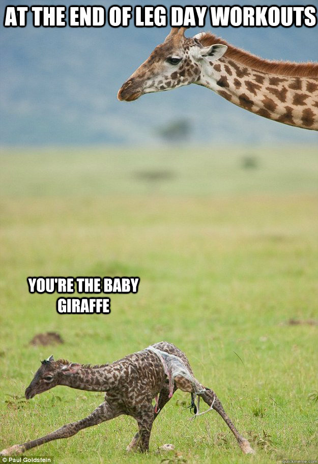 At the end of Leg day workouts you're the baby giraffe - At the end of Leg day workouts you're the baby giraffe  Misc