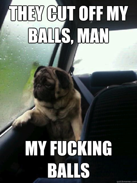 they cut off my balls, man my fucking balls - they cut off my balls, man my fucking balls  Introspective Pug