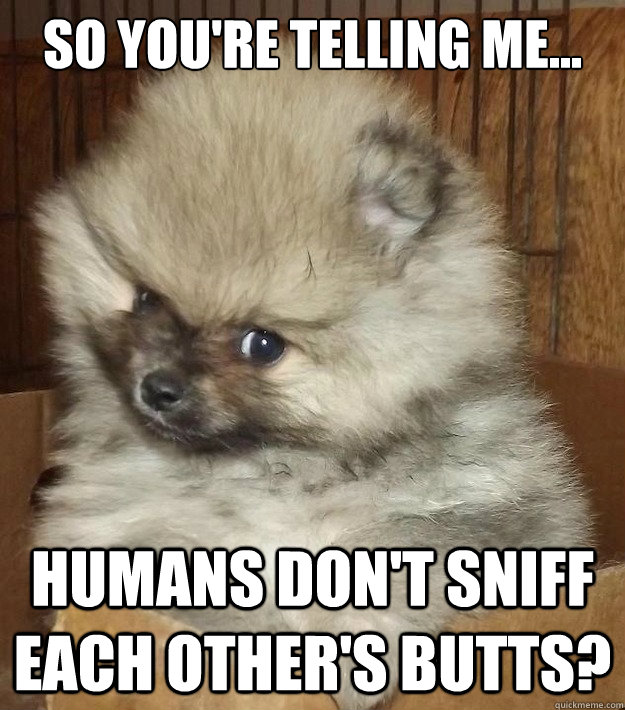 So you're telling me... humans don't sniff each other's butts? - So you're telling me... humans don't sniff each other's butts?  Skeptical Pomeranian