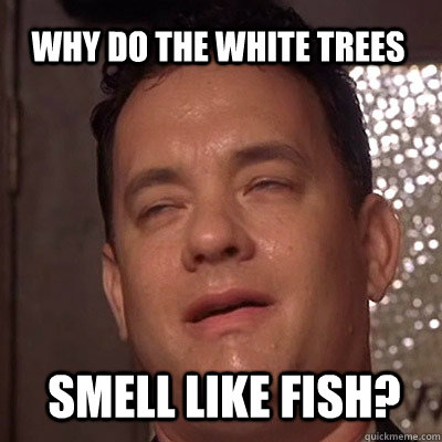 Why do the white trees Smell like fish? - Why do the white trees Smell like fish?  Gross Tom Hanks