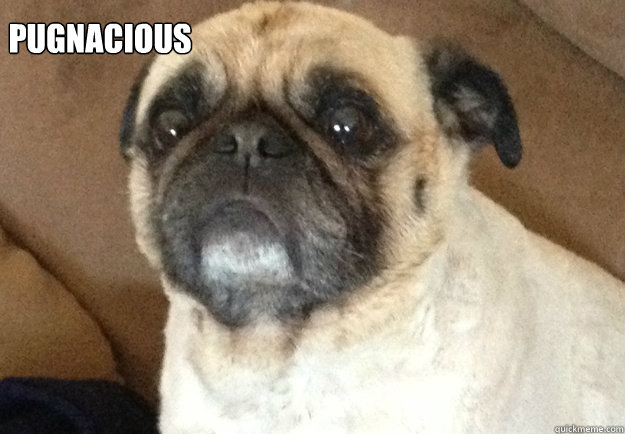 pugnacious  