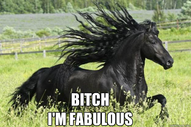 Bitch
I'm fabulous - Bitch
I'm fabulous  Fabulous horse