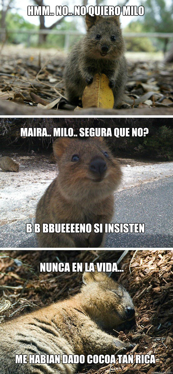 hmm.. no.. no quiero milo maira.. milo.. segura que no?  b b bbueeeeno si insisten nunca en la vida... me habian dado cocoa tan rica  awesome quokka