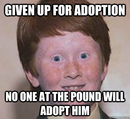 given up for adoption no one at the pound will adopt him  Over Confident Ginger