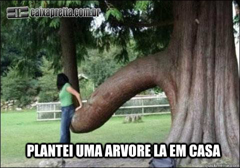 PLANTEI UMA ARVORE LA EM CASA  KID BENGALA