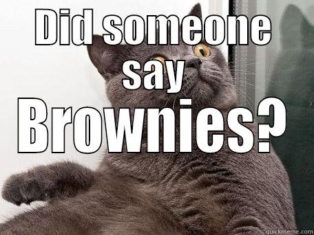 DID SOMEONE SAY BROWNIES? conspiracy cat