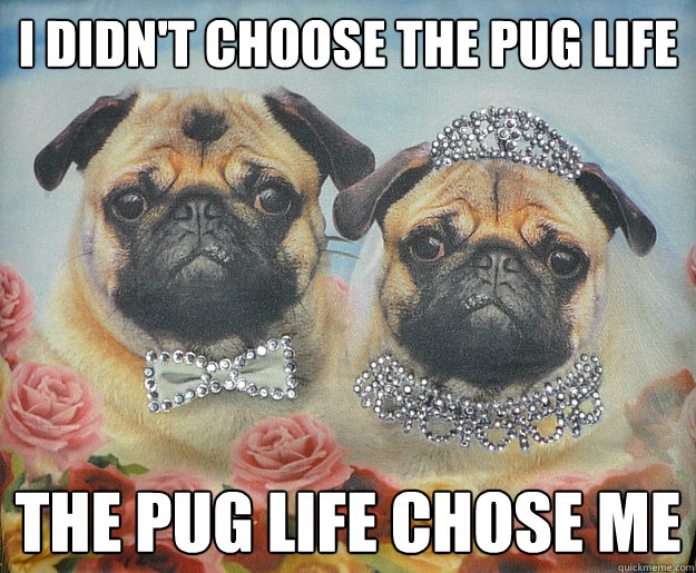 I didn't choose the pug life The Pug life chose me - I didn't choose the pug life The Pug life chose me  Pug Life