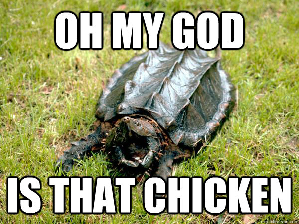 oh my god is that chicken  oh my god turtle meme