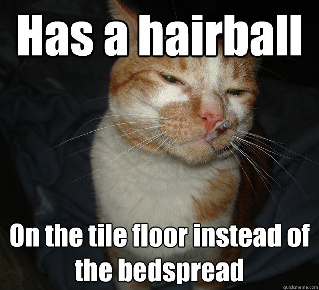 Has a hairball On the tile floor instead of the bedspread  Cool Cat Craig