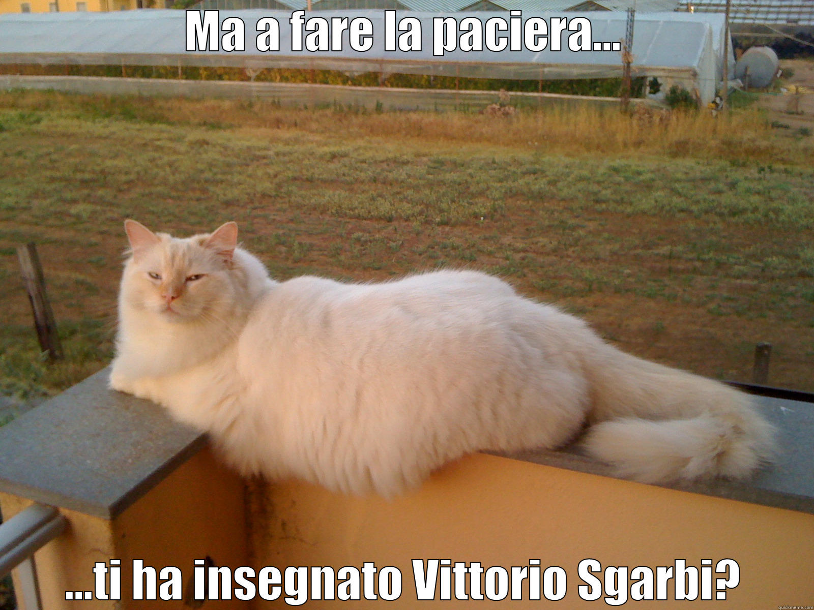 MA A FARE LA PACIERA... ...TI HA INSEGNATO VITTORIO SGARBI? Misc