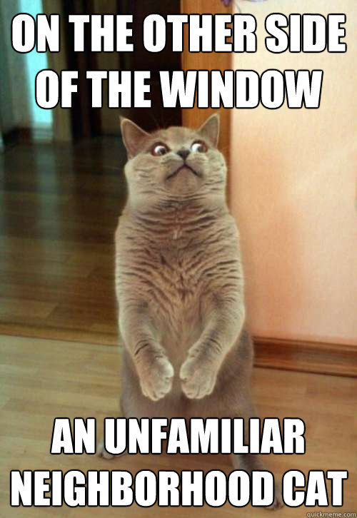 on the other side of the window an unfamiliar neighborhood cat  Horrorcat