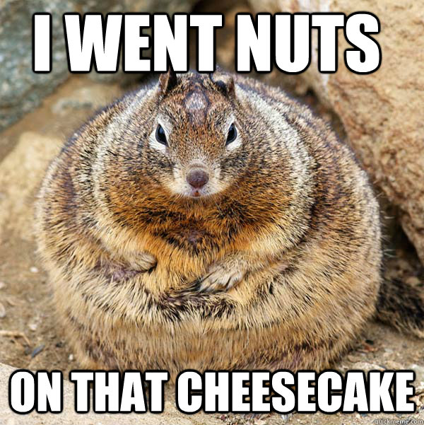 I went nuts on that cheesecake  Obese American Squirrel