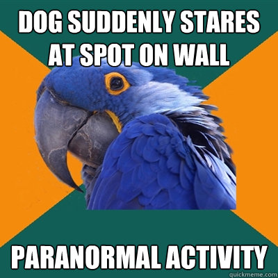 Dog suddenly stares at spot on wall Paranormal activity  Paranoid Parrot
