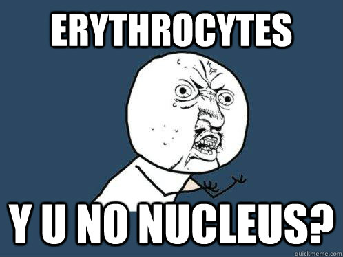 Erythrocytes y u no nucleus? - Erythrocytes y u no nucleus?  Y U No