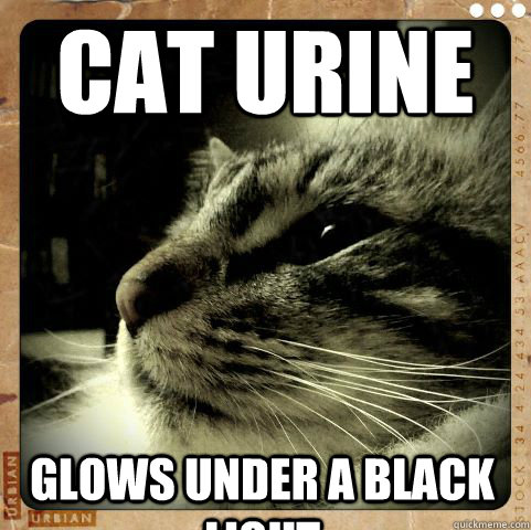 Cat Urine Glows under a Black Light  
