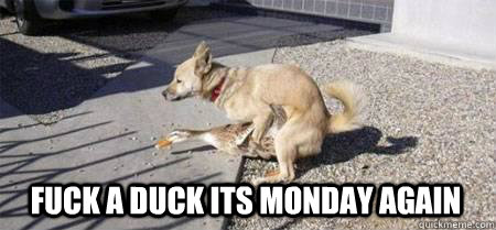 fuck a duck its monday again  doggie style