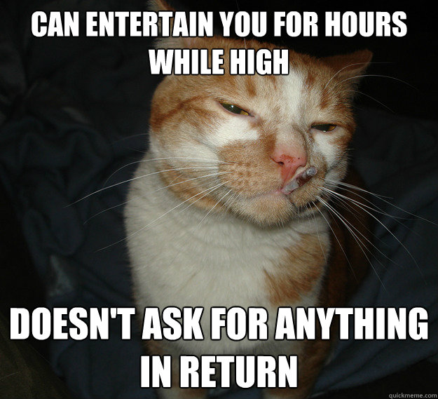 Can entertain you for hours while high doesn't ask for anything in return  Cool Cat Craig