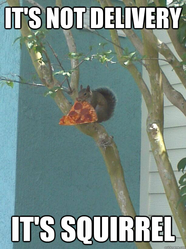 It's not delivery It's Squirrel pizza squirrel quickmeme