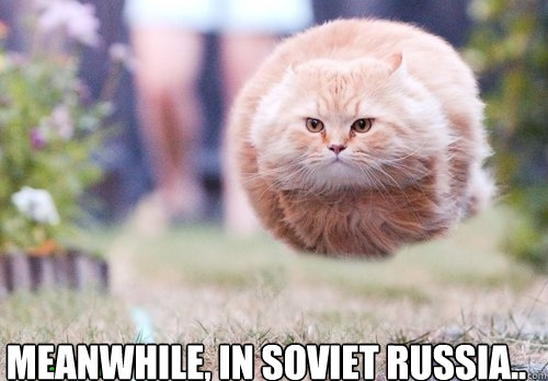 Meanwhile, in soviet russia.. - Meanwhile, in soviet russia..  russian cat