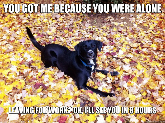 You got me because you were alone leaving for work? ok, i'll see you in 8 hours - You got me because you were alone leaving for work? ok, i'll see you in 8 hours  Guilt Giving Good Dog