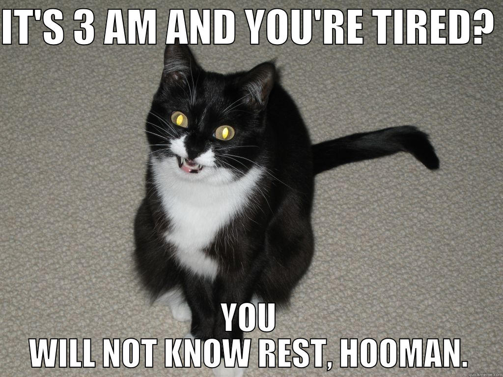 VINDICTIVE CAT - IT'S 3 AM AND YOU'RE TIRED?  YOU WILL NOT KNOW REST, HOOMAN. Misc
